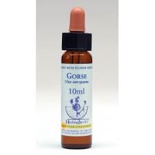 BACH GORSE/AULAGA BIO 10ml-HEALING HERBS